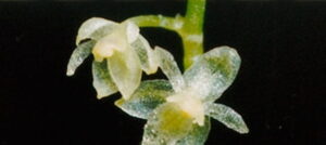 Orchidea più piccola del mondo