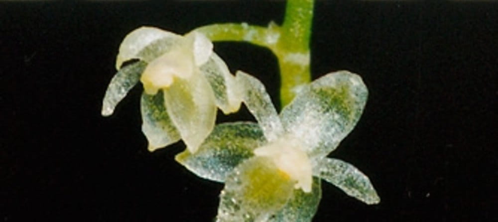 Orchidea più piccola del mondo