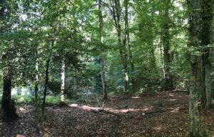 Piante siccità