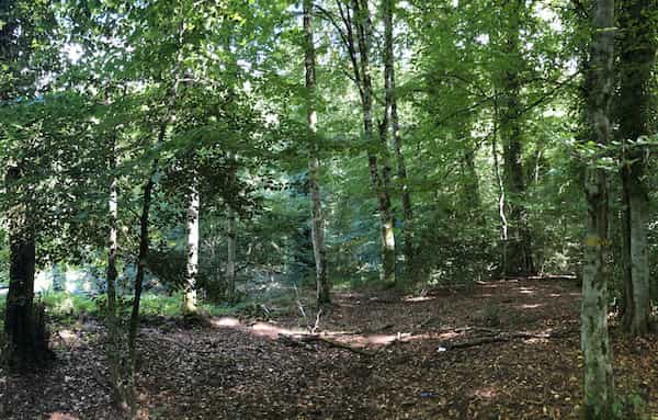 Piante siccità
