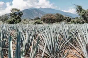 Agave blu