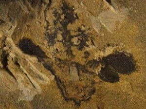 Nanjinganthus dendrostyla: fiore più antico del mondo