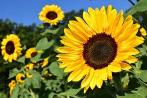 Girasole luce