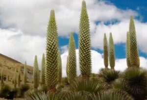 Puya raimondii: fioritura più lenta del mondo