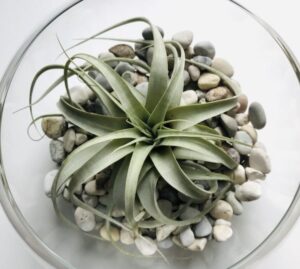 Composizione con Tillandsia Xerographica