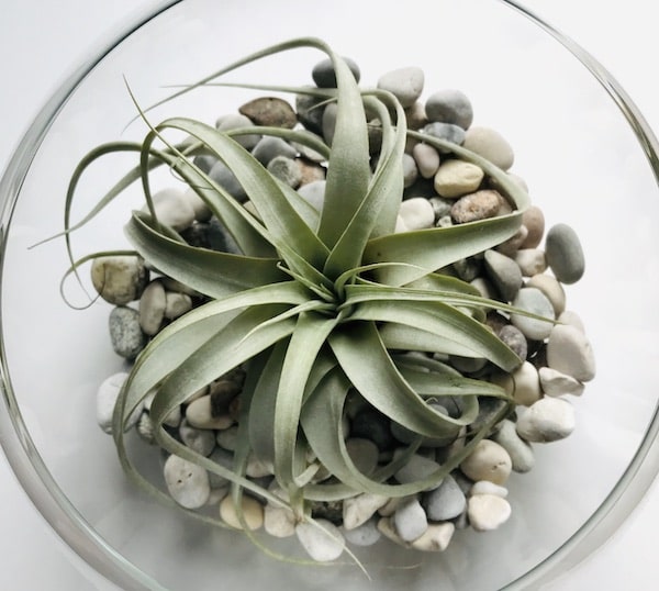 Composizione con Tillandsia Xerographica