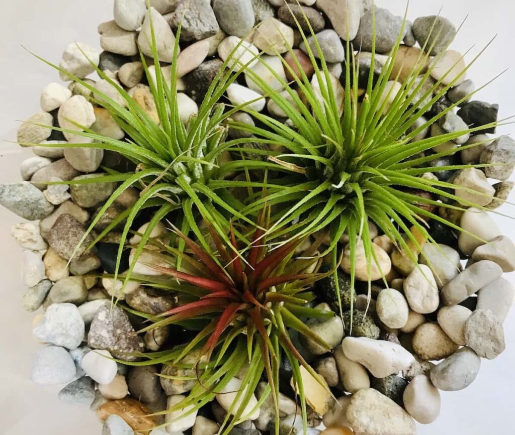 Composizione con Tillandsia in vaso di vetro