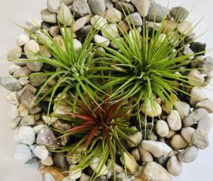 Composizione con Tillandsia in vaso di vetro