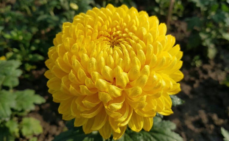 Un primo piano di Crisantemo Giallo (Chrysanthemum)