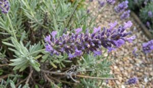 Lavanda (Lavandula) fiori viola in giardino