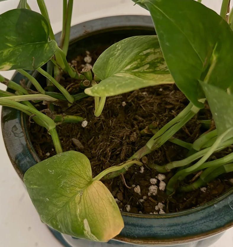 foglia di pothos che inizia a ingiallire