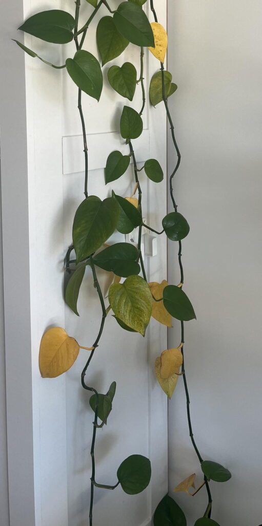 pothos foglie gialle e filato