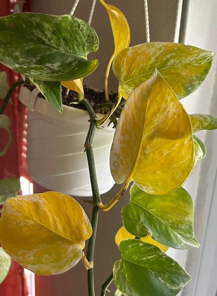 primo piano foglie gialle di pothos