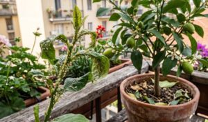 afidi su pianta di limone in vaso