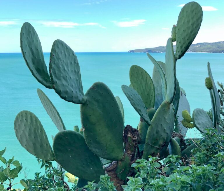 Opuntia ficus indica o Fico d'India