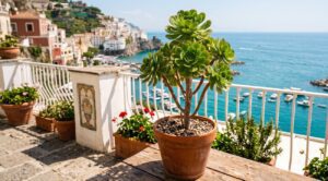 aeonium arboreum in vaso su balcone al mare