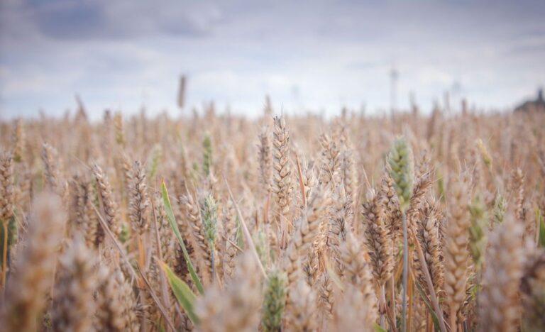un campo di grano