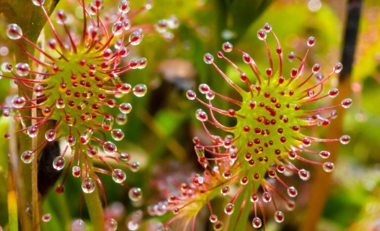pianta carnivora drosera