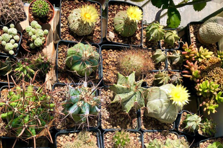 piante grasse cactus fiore in terriccio fai da te