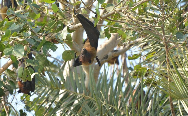 pipistrello impollinatore piante