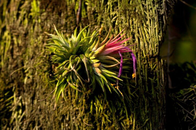 tillandsia pianta epifita su albero