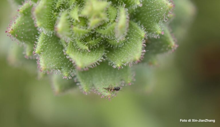 Saxifraga candelabrum intrappola insetto di Xin-Jian Zhang