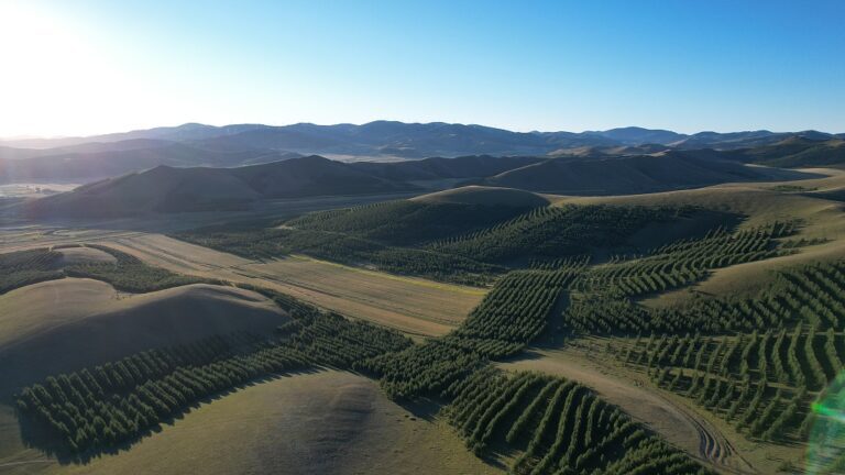 Three North shelterbelt foreste cina