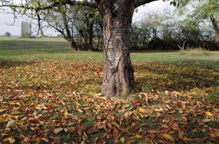 albero con foglie secche estate