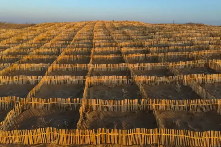 barriera di bamboo in cina per deserto