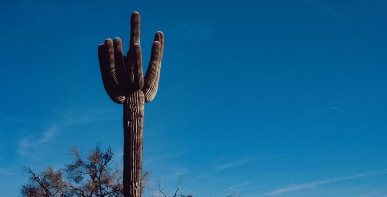 cactus saguaro in natura deserto