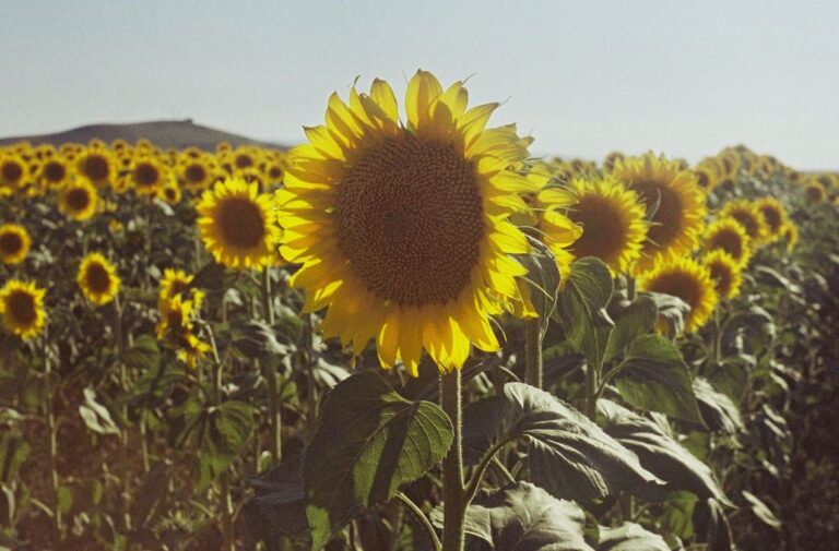 un campo di girasoli al sole